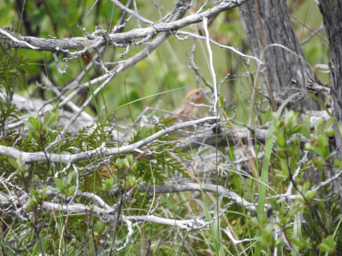 LeConte's Sparrow - ML620228723