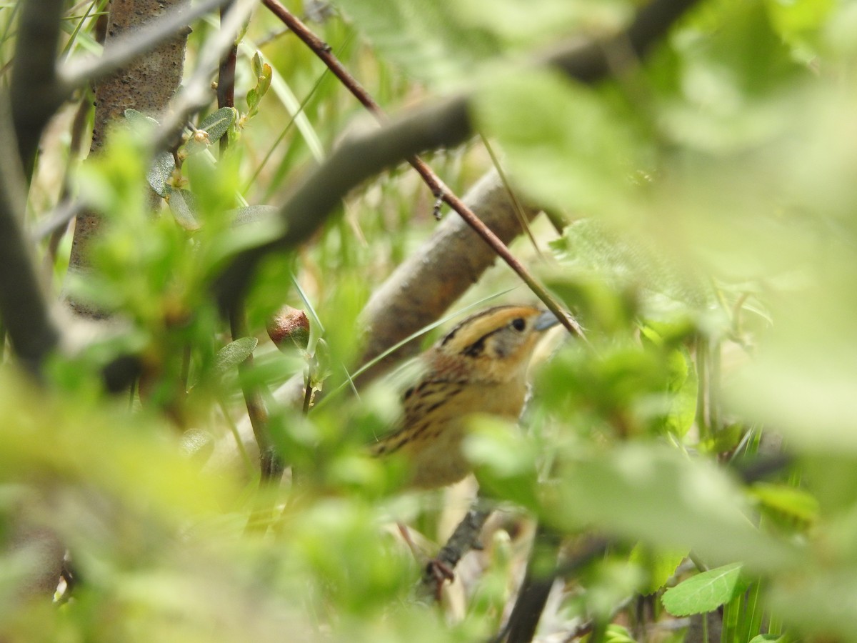 LeConte's Sparrow - ML620228726