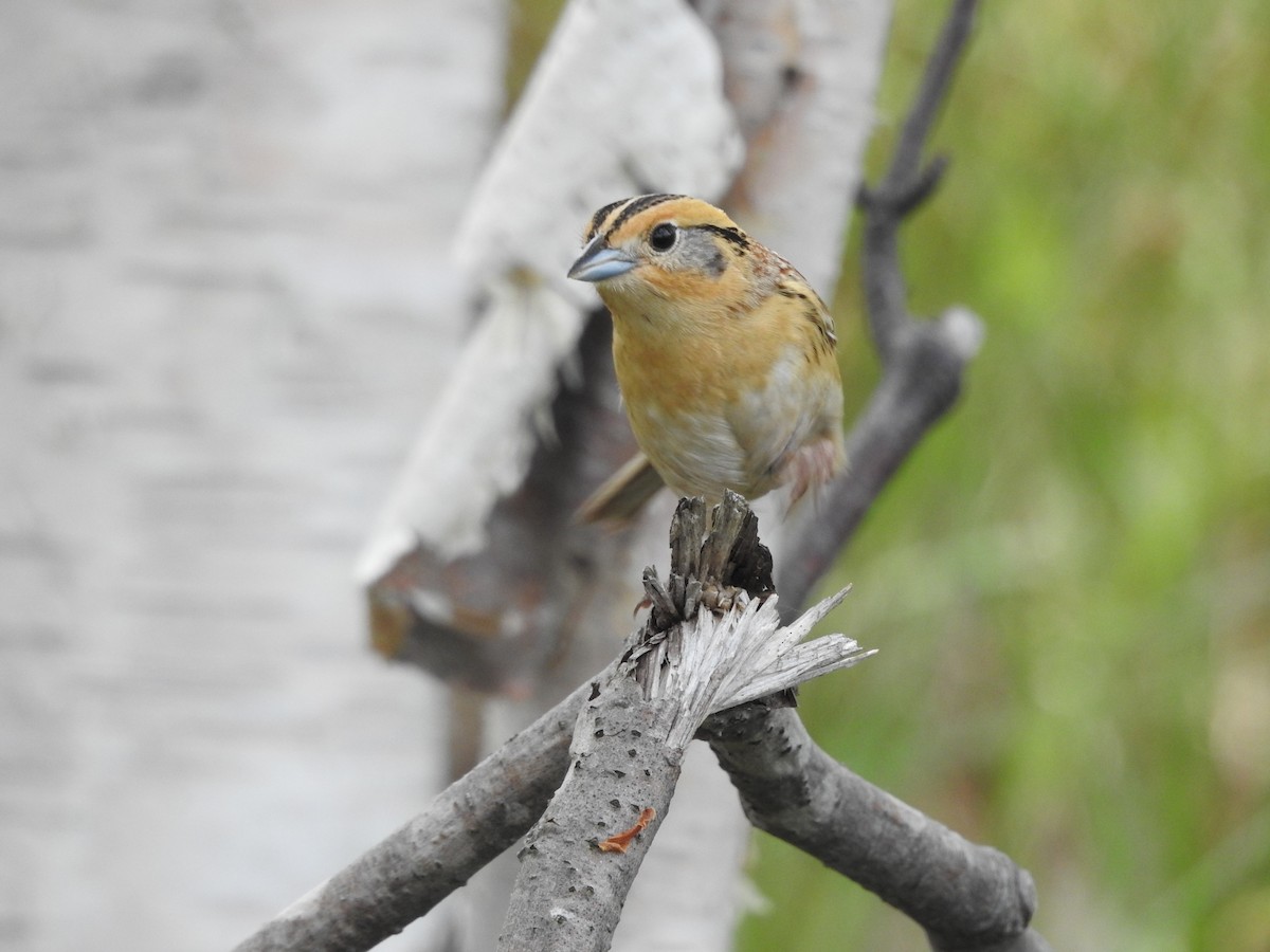 LeConte's Sparrow - ML620228731