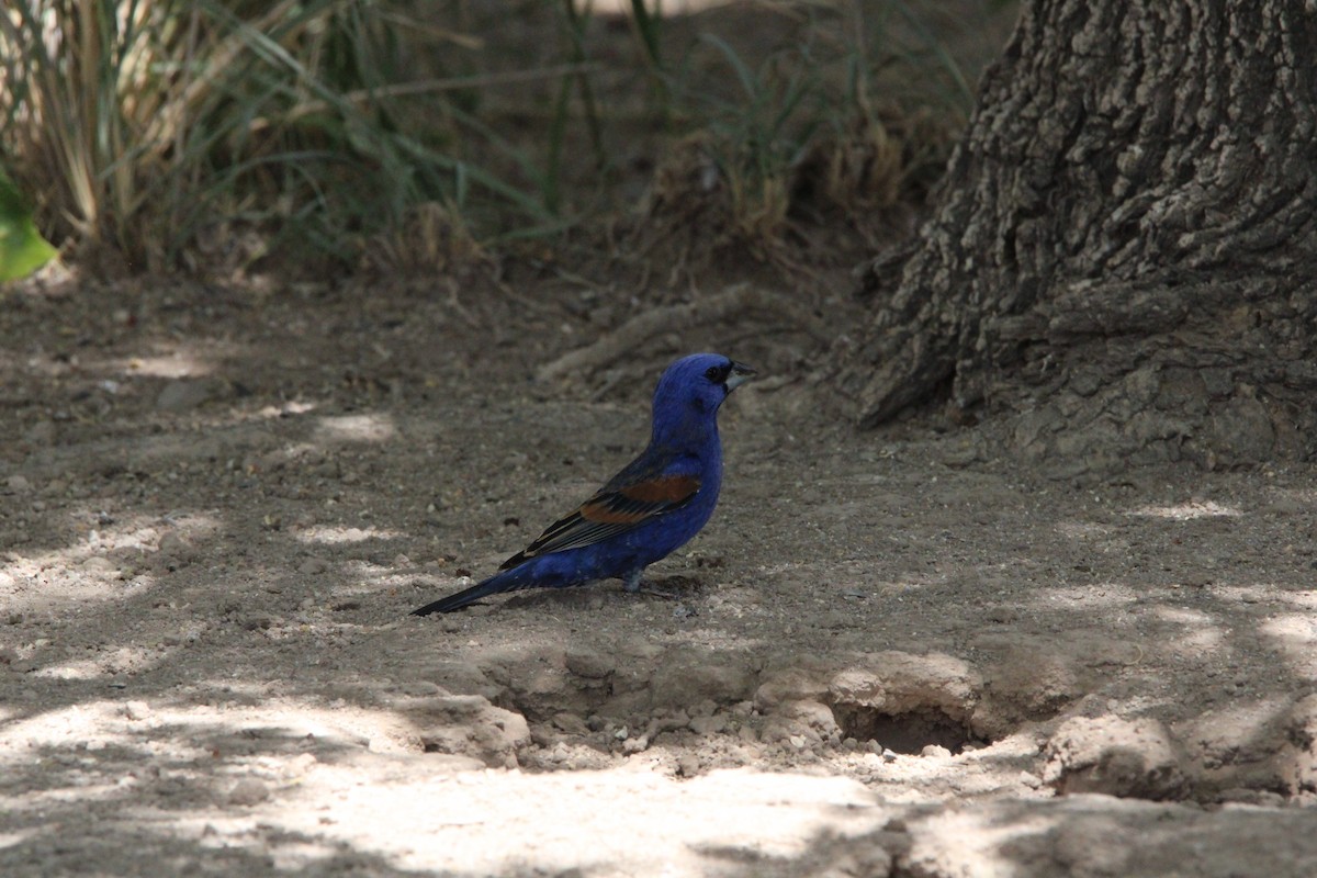 Blue Grosbeak - ML620228738