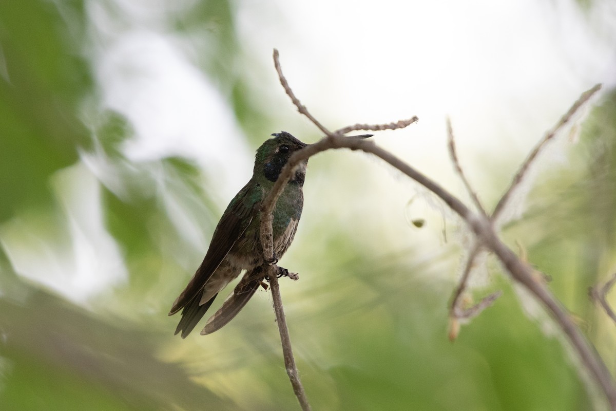 Anna's x Broad-billed Hummingbird (hybrid) - ML620228741