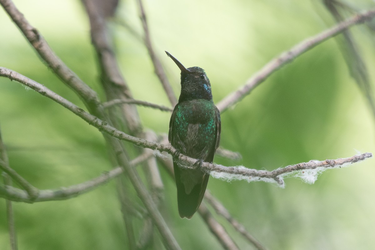 Anna's x Broad-billed Hummingbird (hybrid) - ML620228746