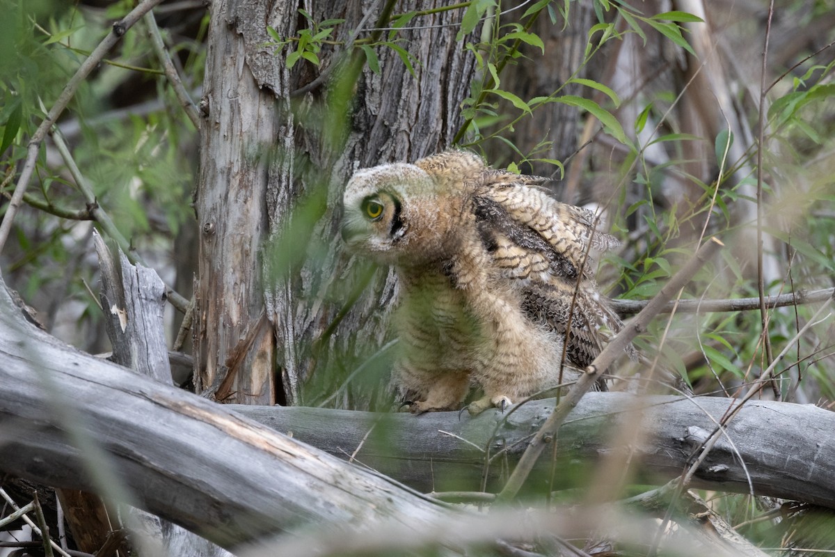 Great Horned Owl - ML620228749