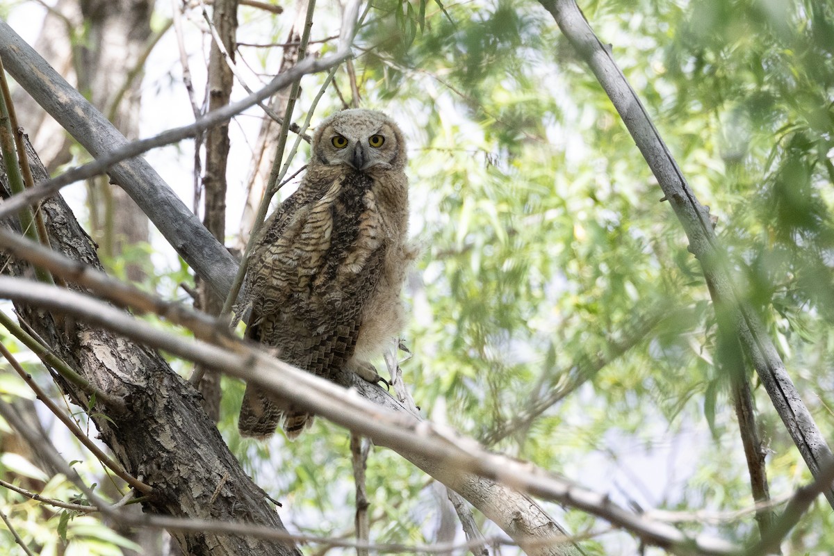 Great Horned Owl - ML620228750