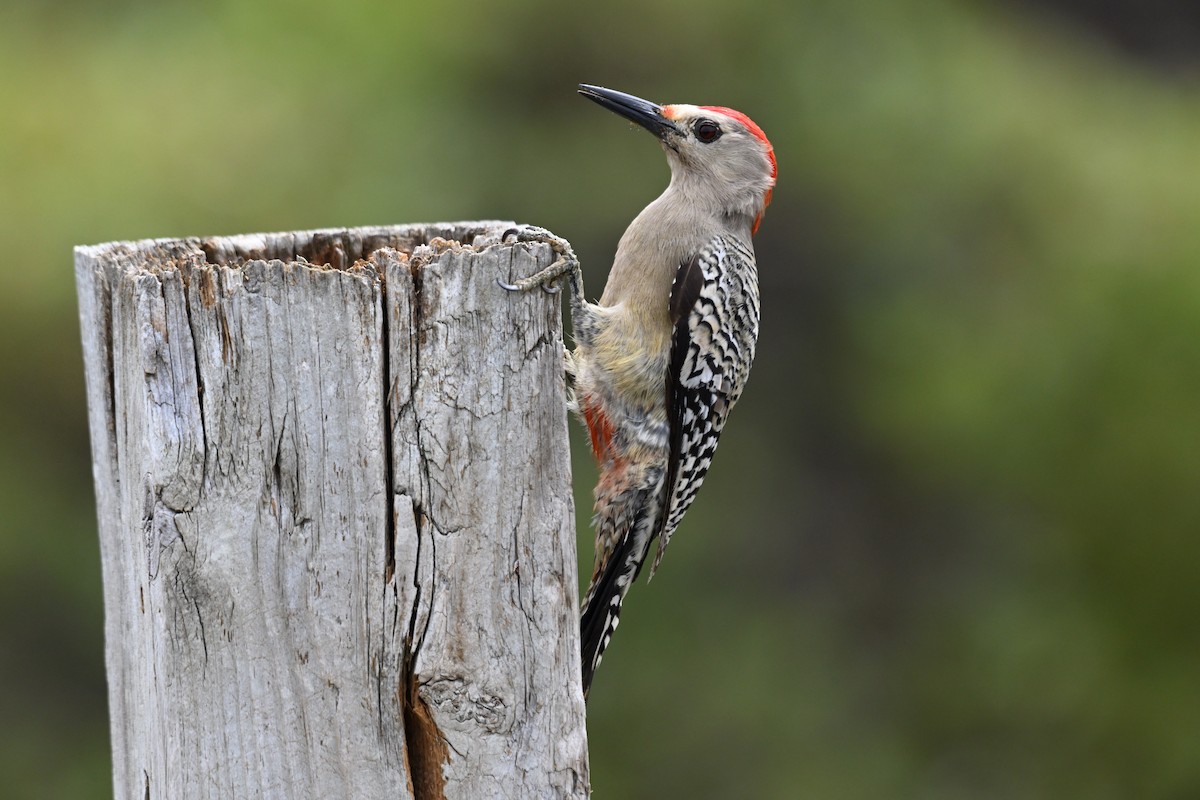 West Indian Woodpecker - ML620228759