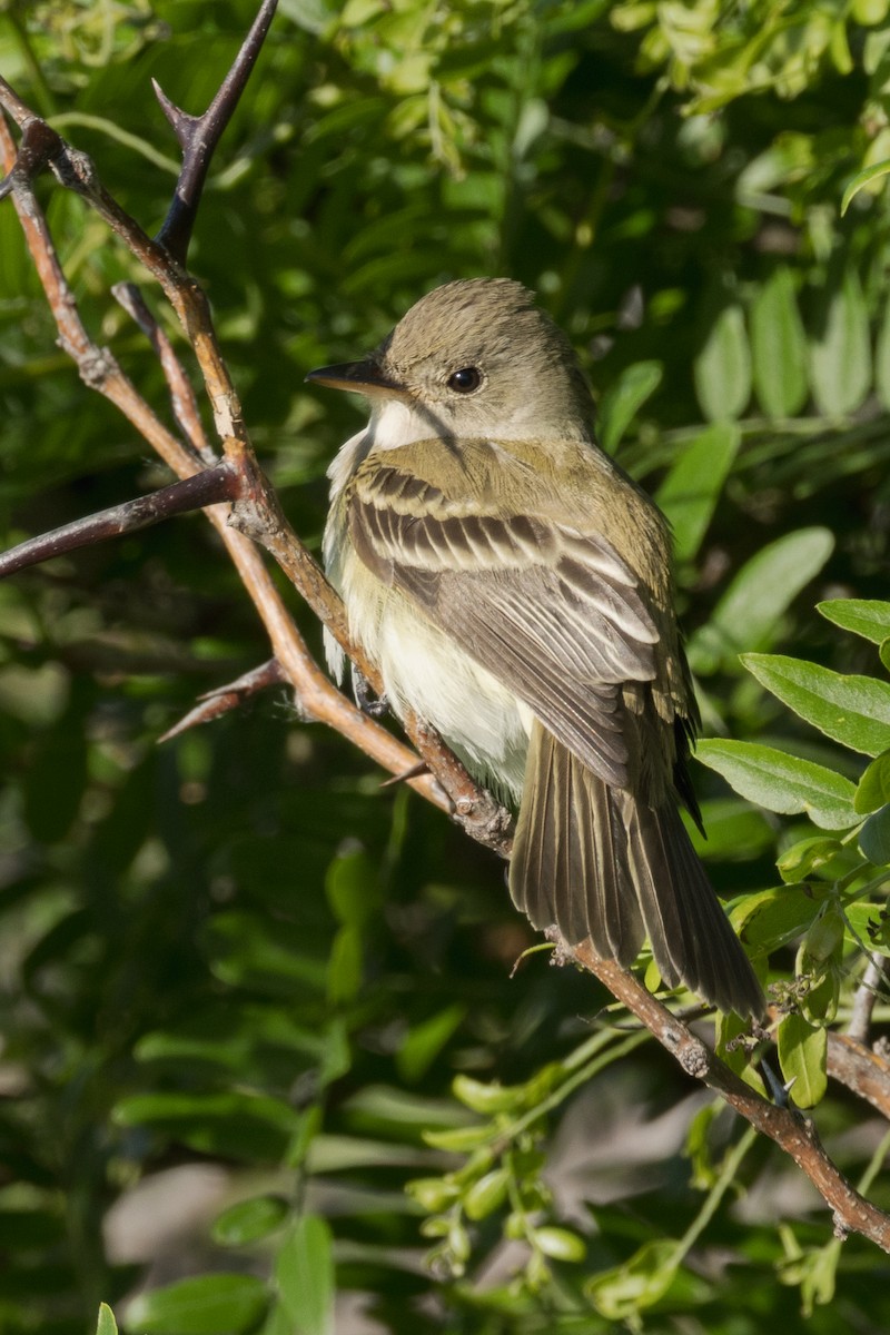 Willow Flycatcher - ML620228760