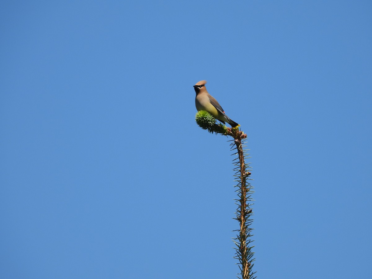 Cedar Waxwing - ML620228765