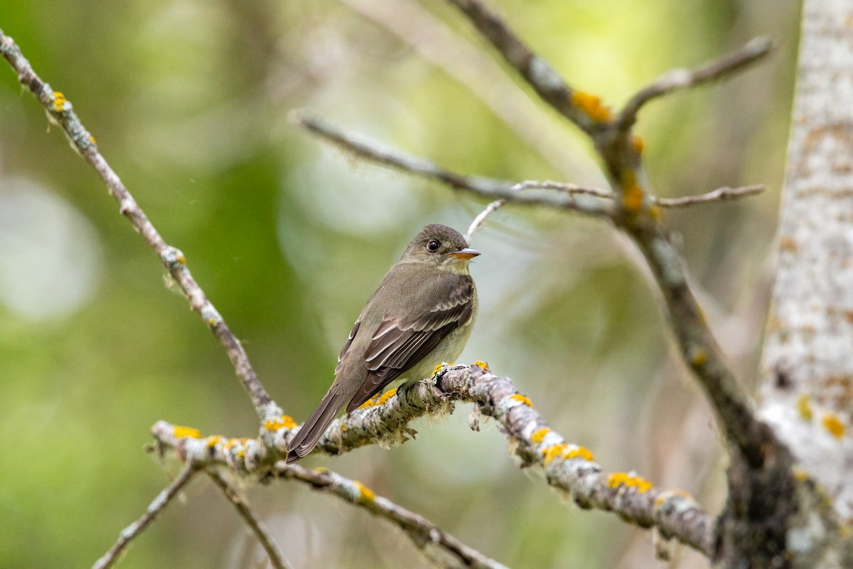 Eastern Wood-Pewee - ML620228769