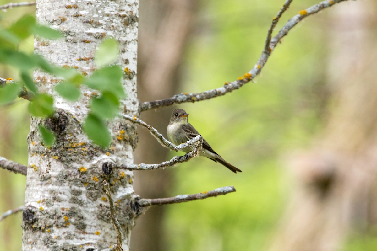 Eastern Wood-Pewee - ML620228770