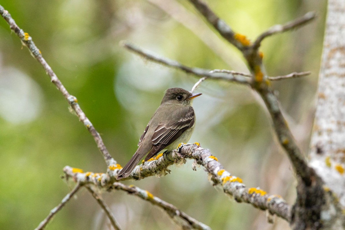 Eastern Wood-Pewee - ML620228772