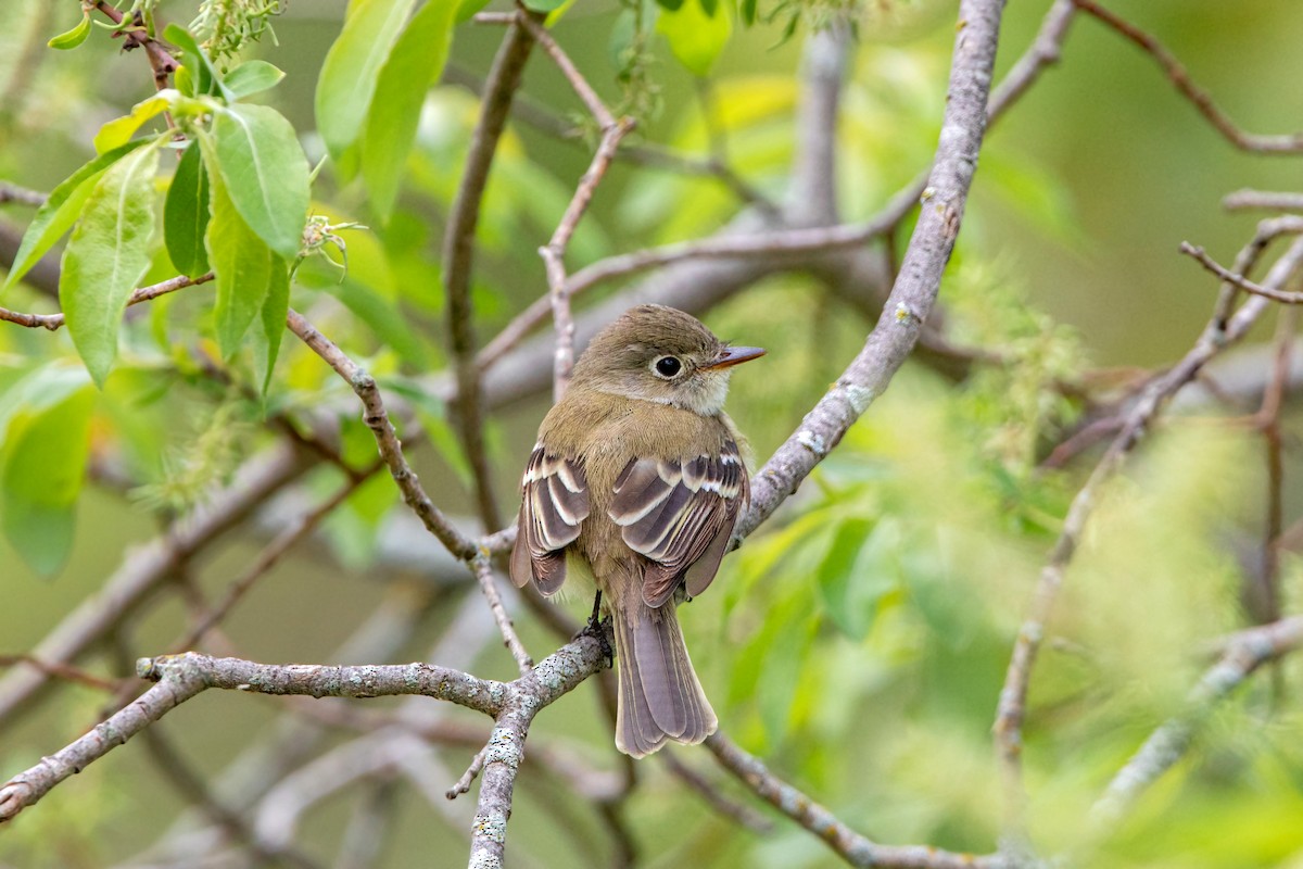 Least Flycatcher - William Clark