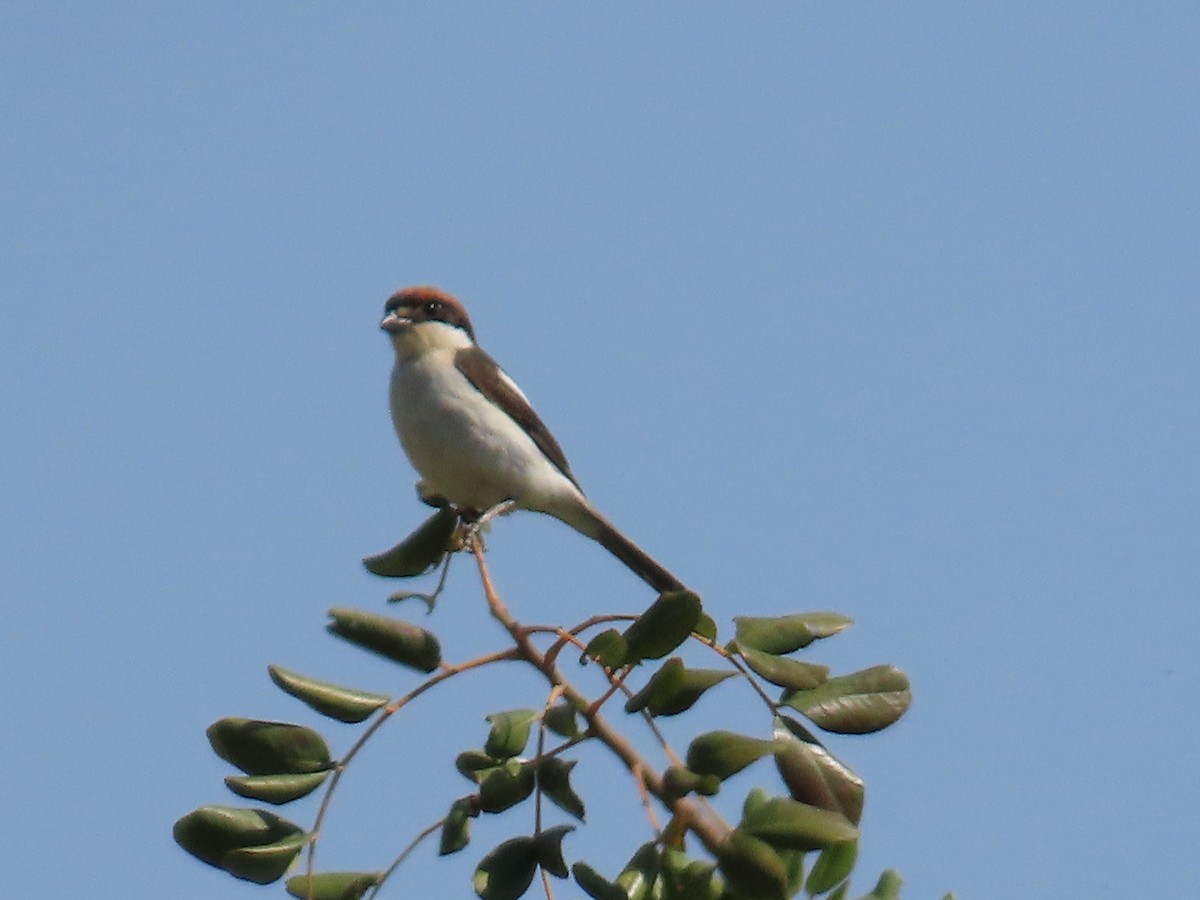 ズアカモズ（badius） - ML620228782