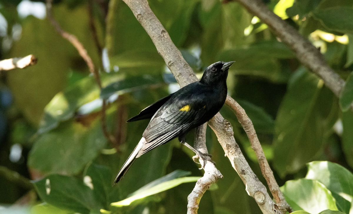 Yellow-shouldered Blackbird - ML620228789