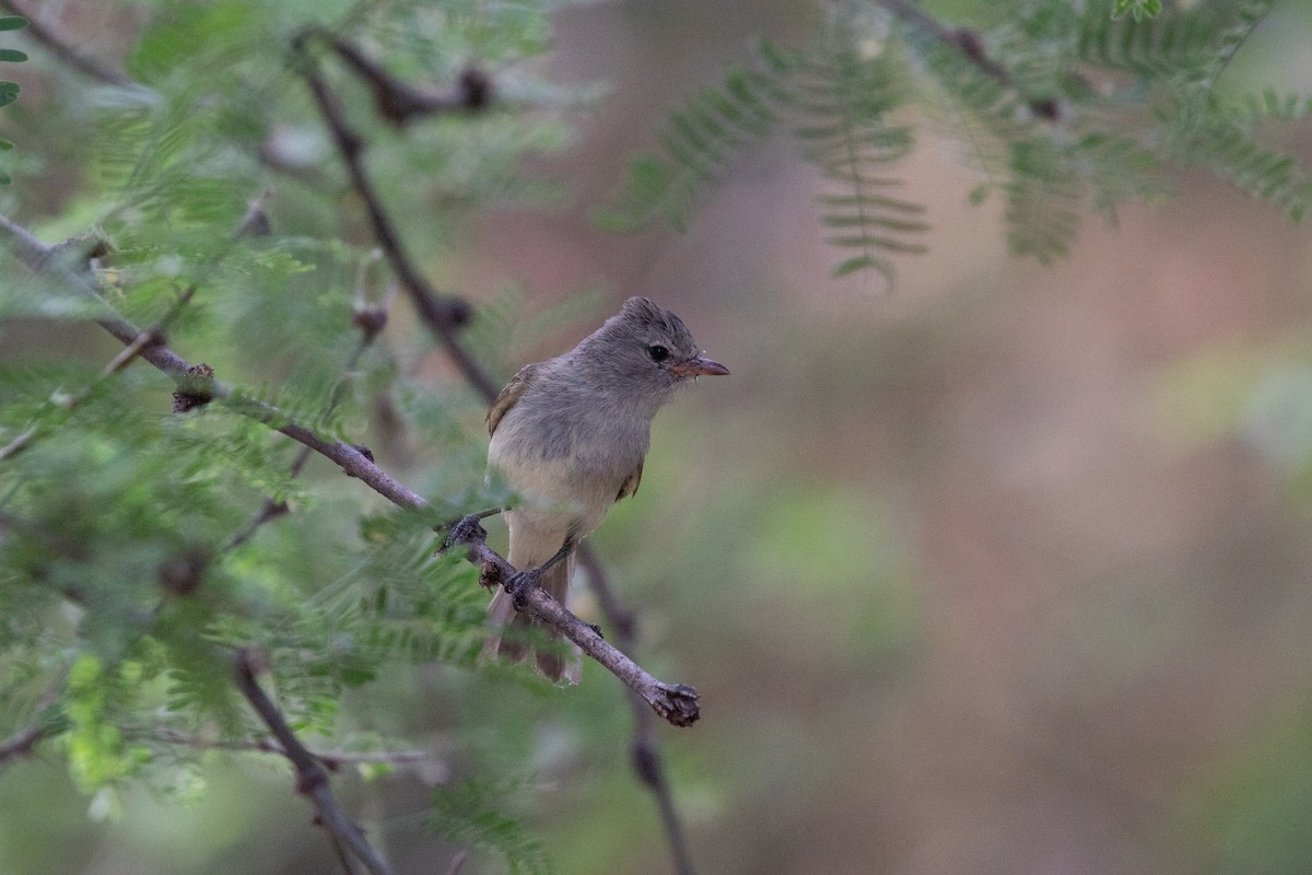 Northern Beardless-Tyrannulet - ML620228791