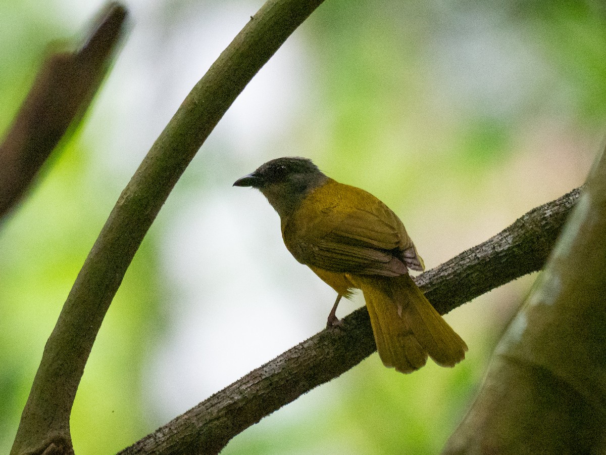 Gray-headed Tanager - ML620228798