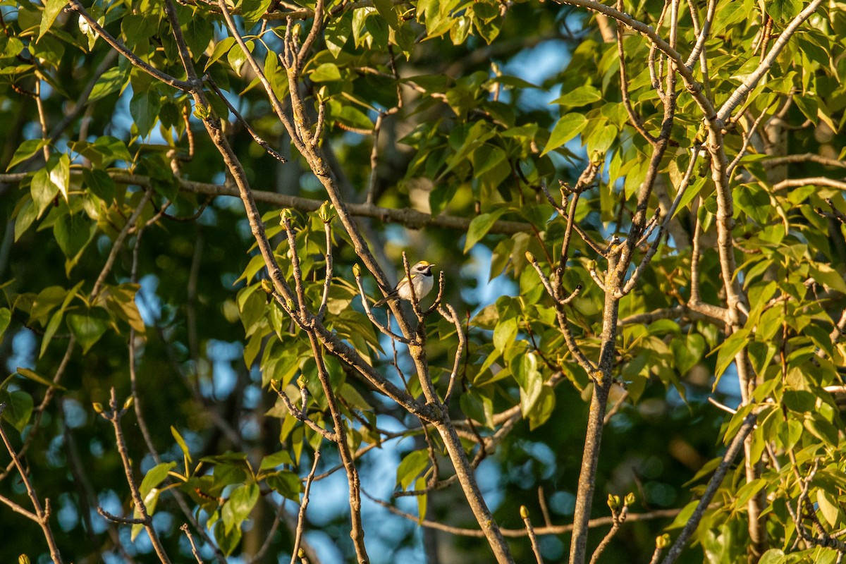 Golden-winged Warbler - ML620228802