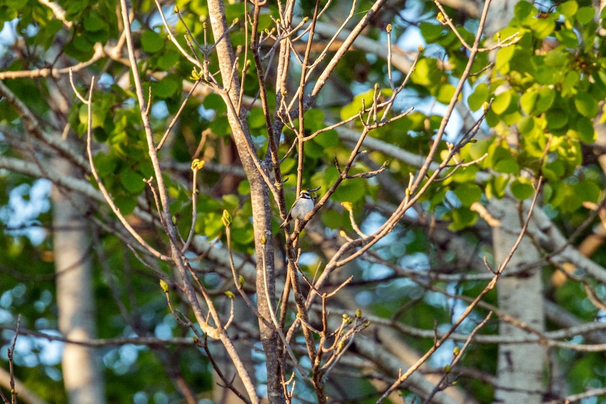 Paruline à ailes dorées - ML620228803