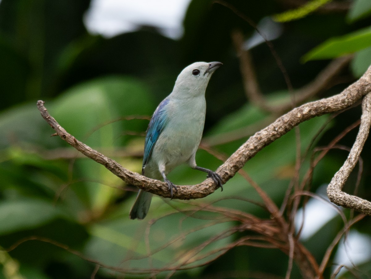 Blue-gray Tanager - ML620228813
