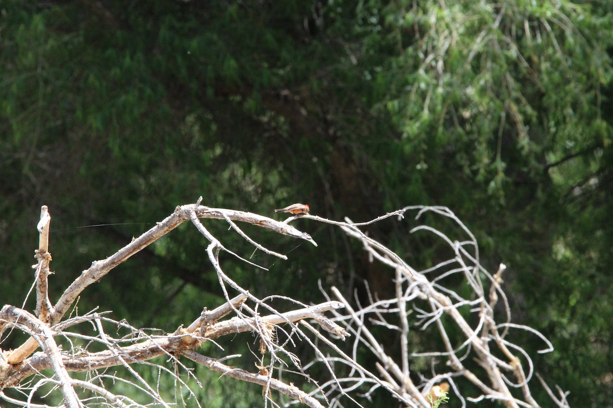 Vermilion Flycatcher - ML620228818