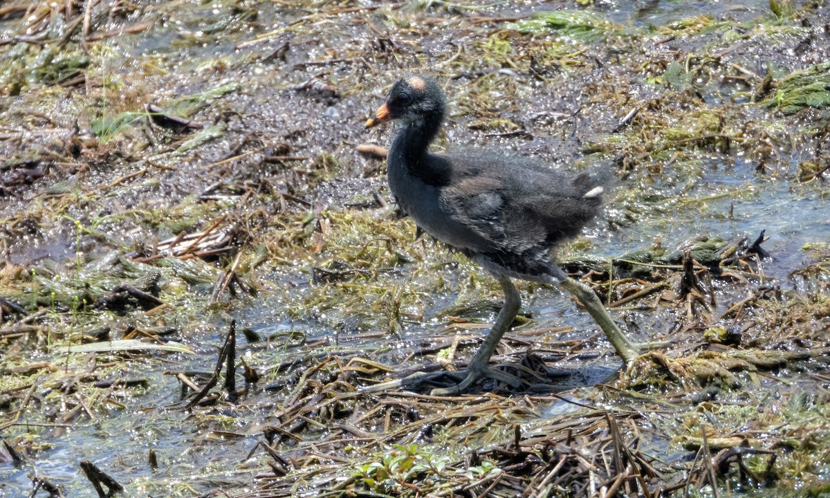 Common Gallinule - ML620228824