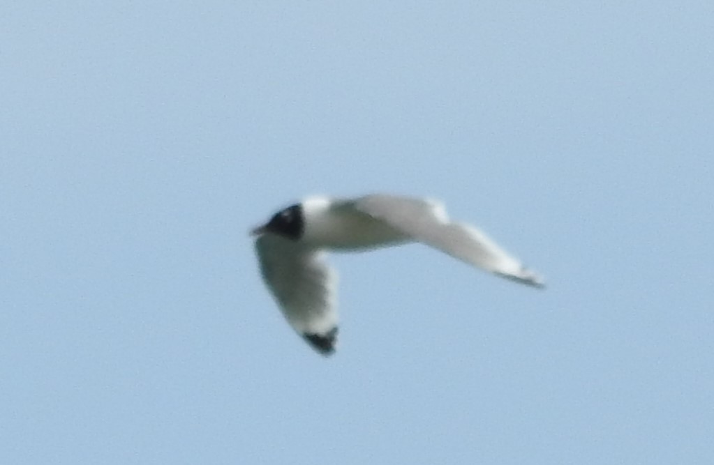 Franklin's Gull - ML620228827