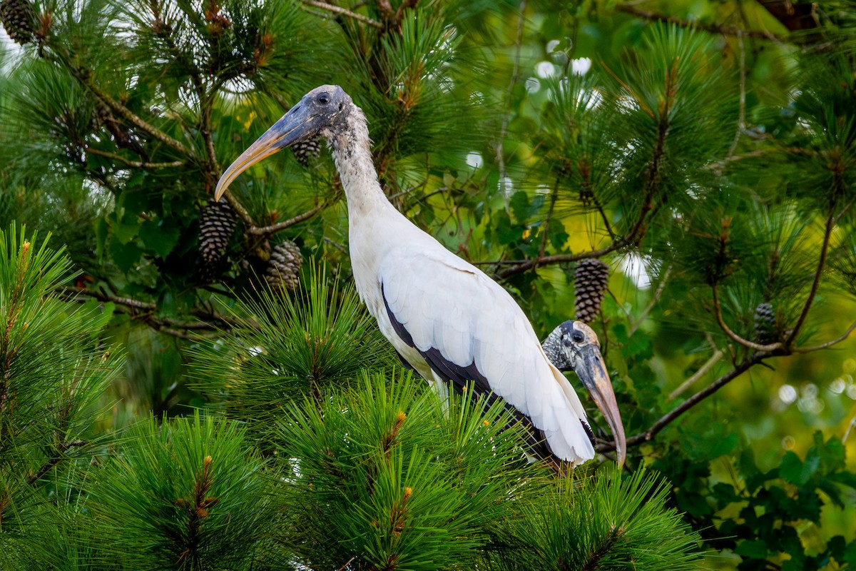 Wood Stork - ML620228833