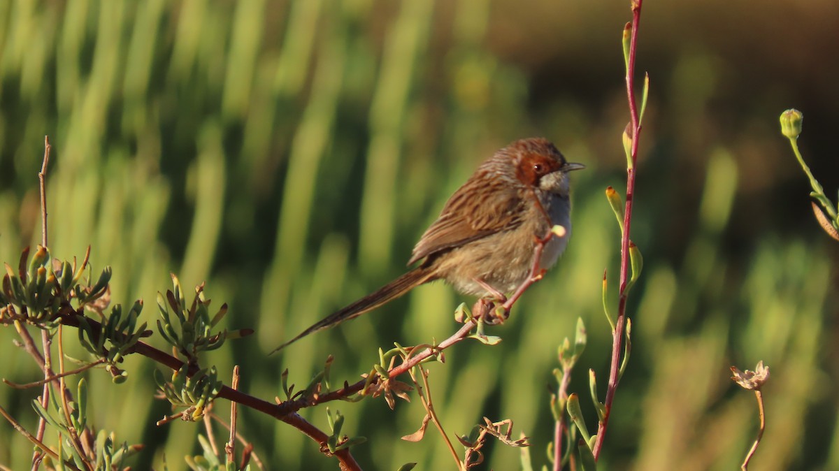 rustøreprinia - ML620228835