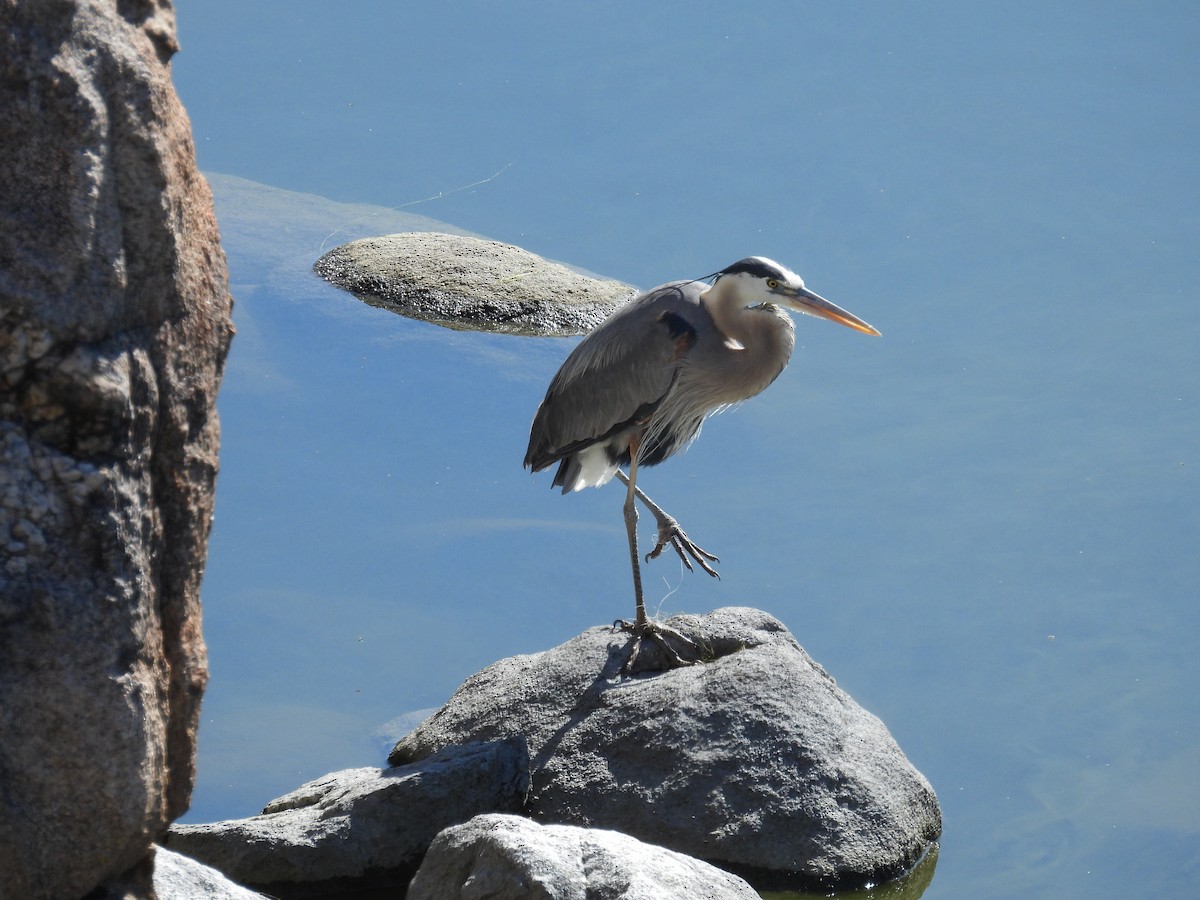 Great Blue Heron - ML620228838