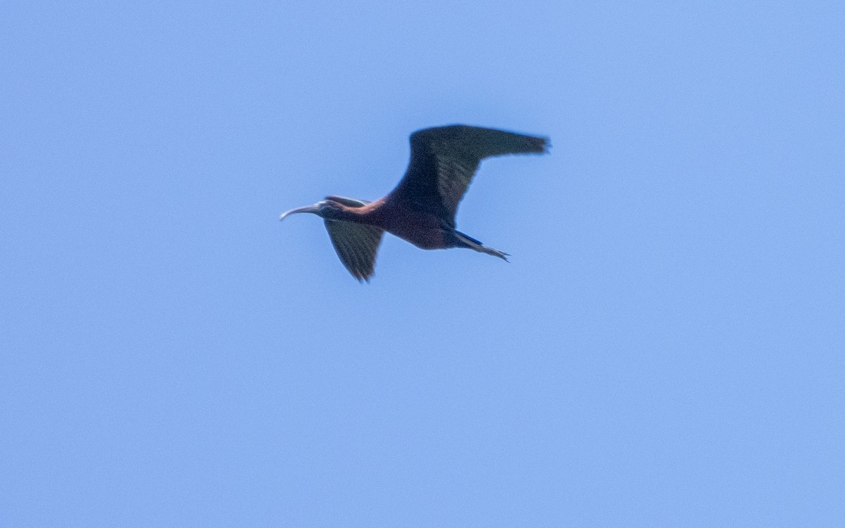 ibis hnědý - ML620228842