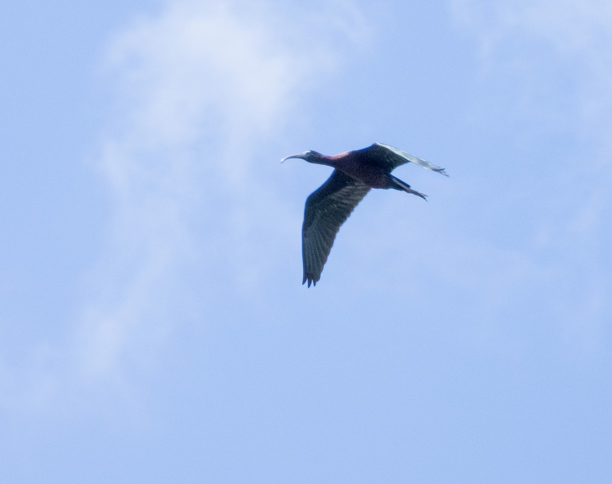 ibis hnědý - ML620228843