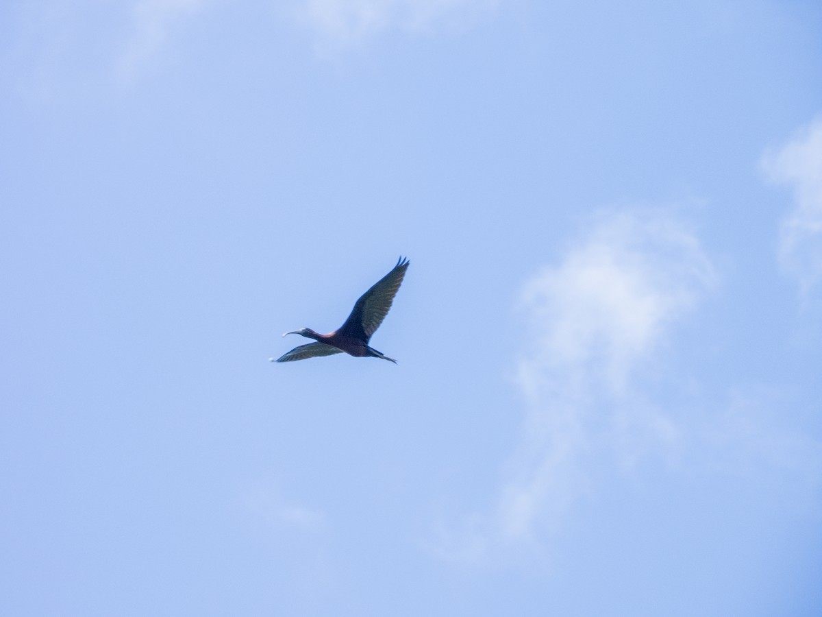 Glossy Ibis - ML620228844