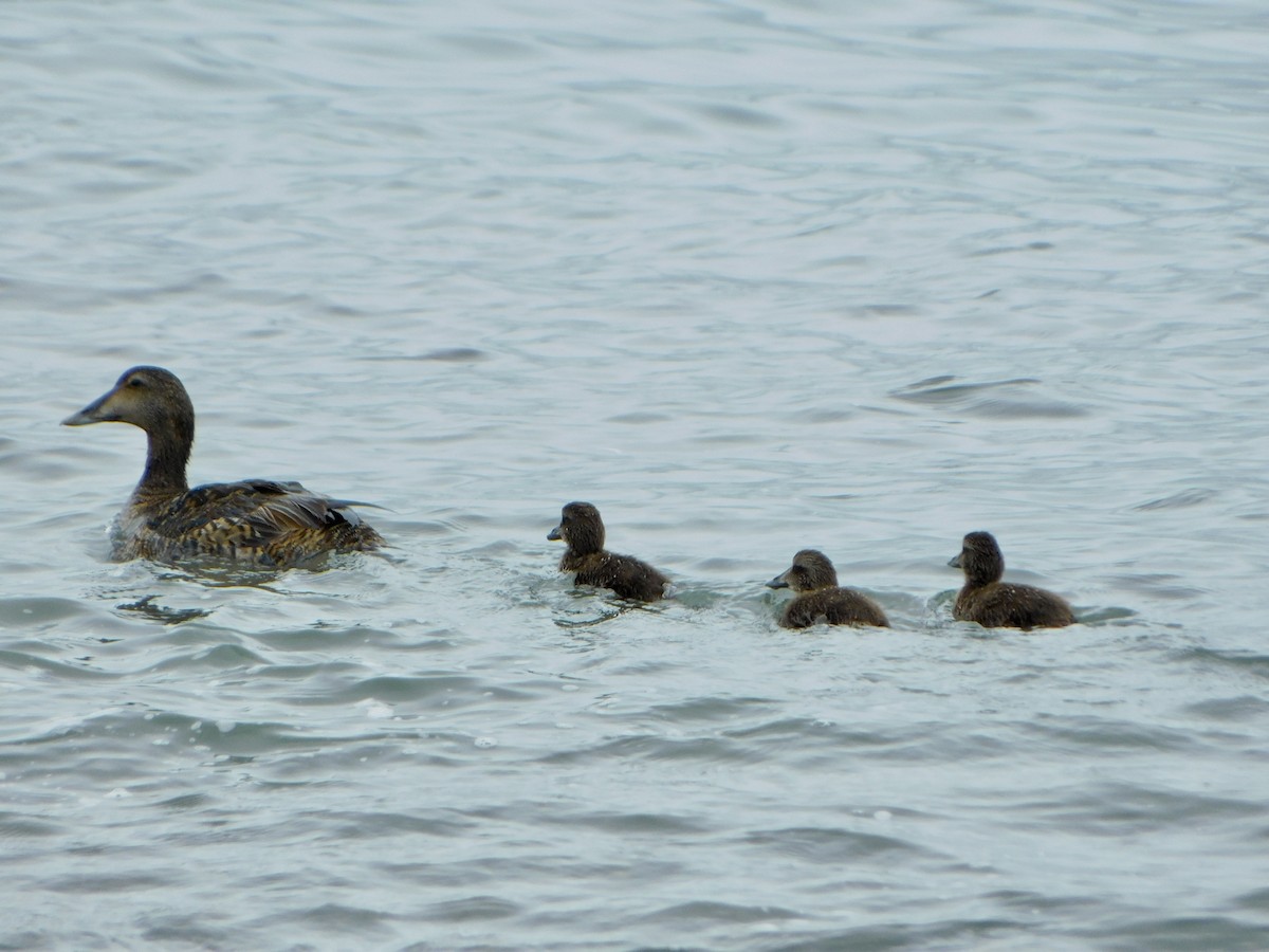 Common Eider - ML620228847