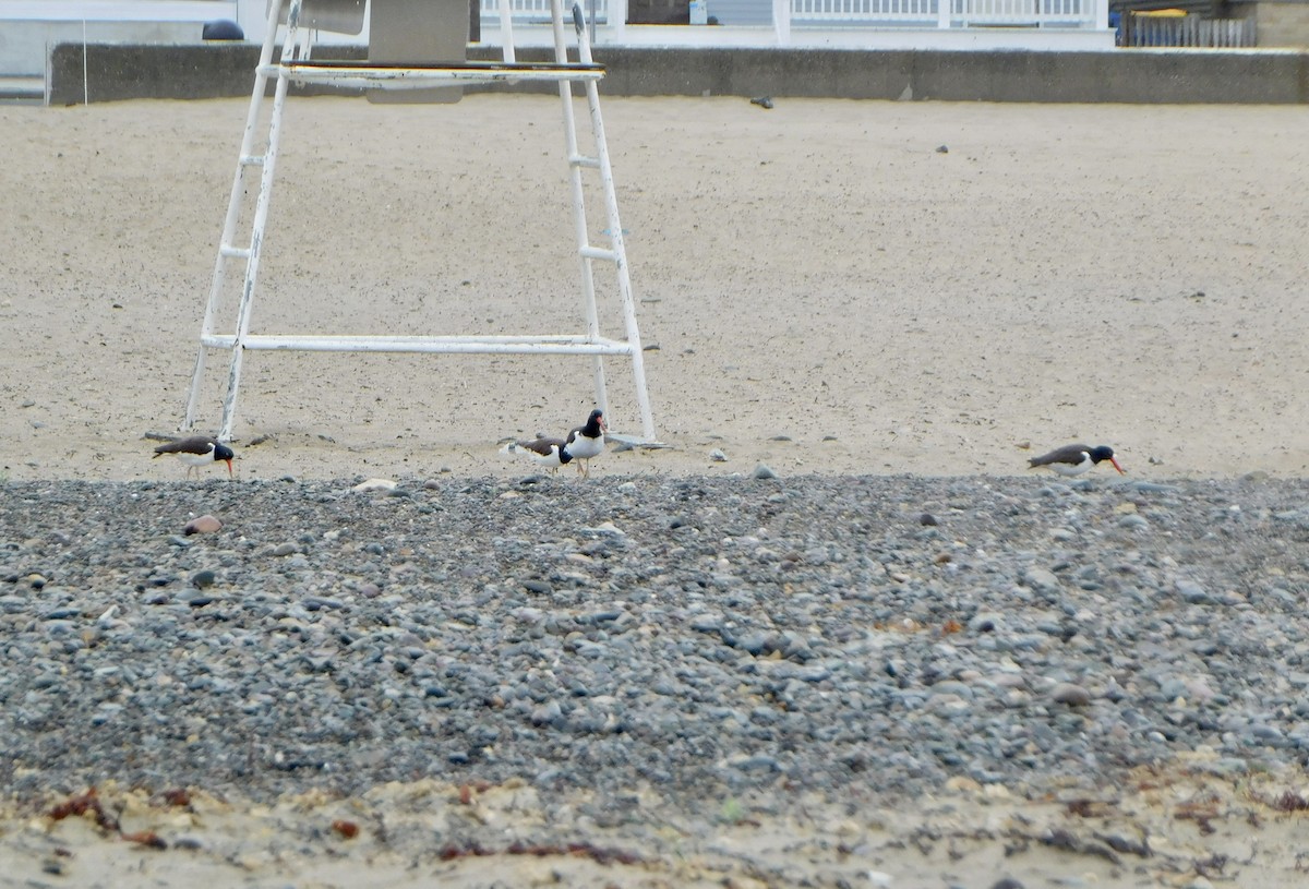 American Oystercatcher - ML620228853