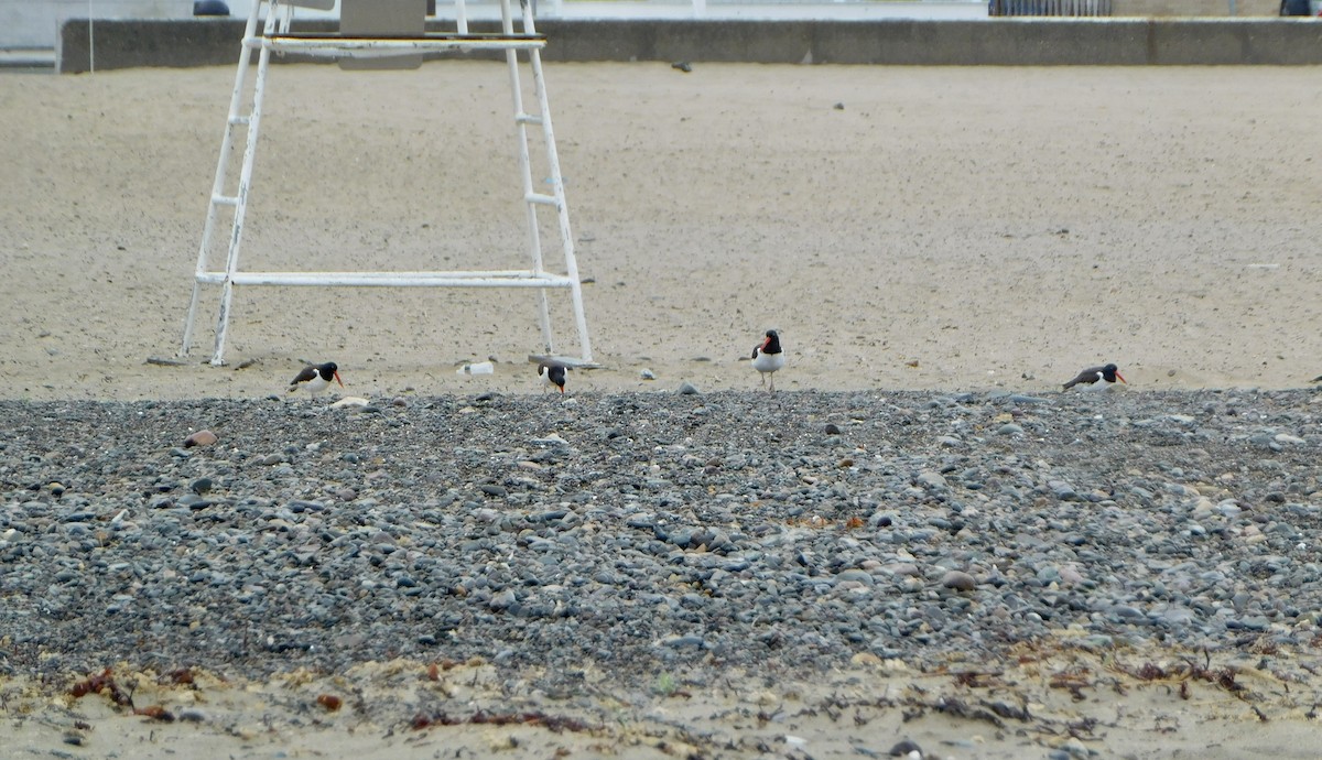 American Oystercatcher - Tim E.