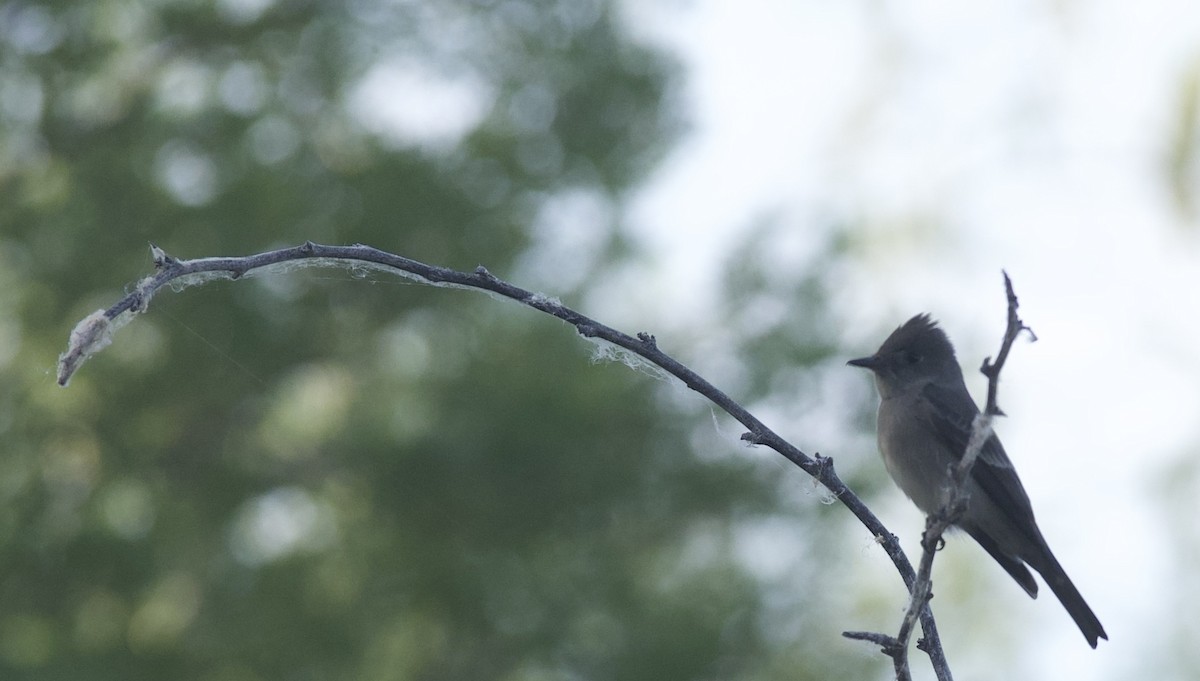 Western Wood-Pewee - ML620228855