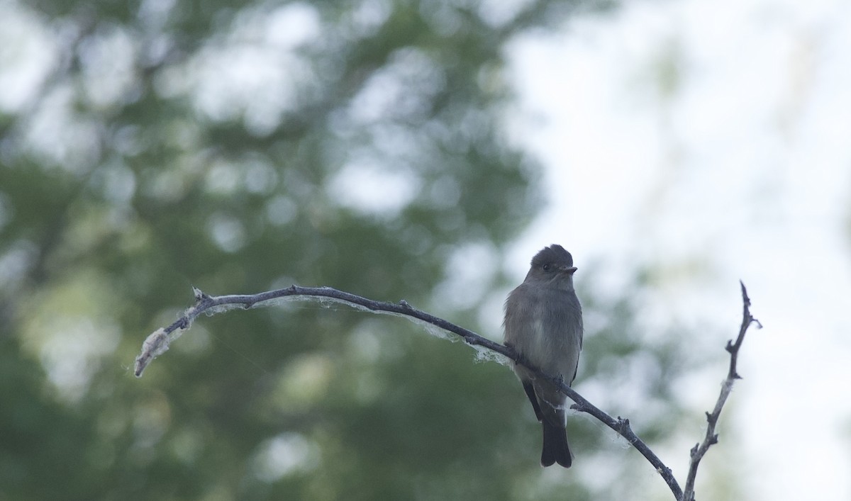 Western Wood-Pewee - ML620228856