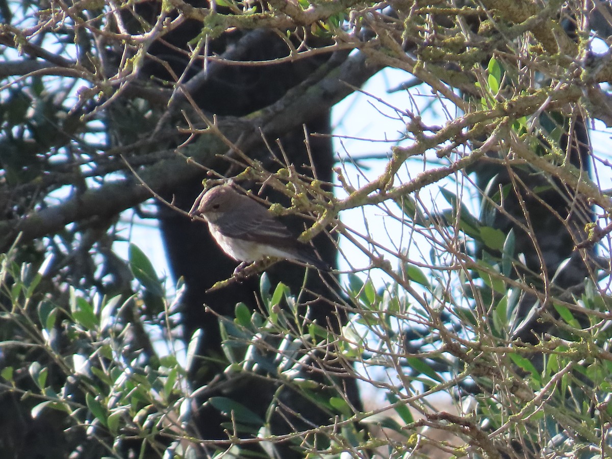 Spotted Flycatcher (Spotted) - ML620228861