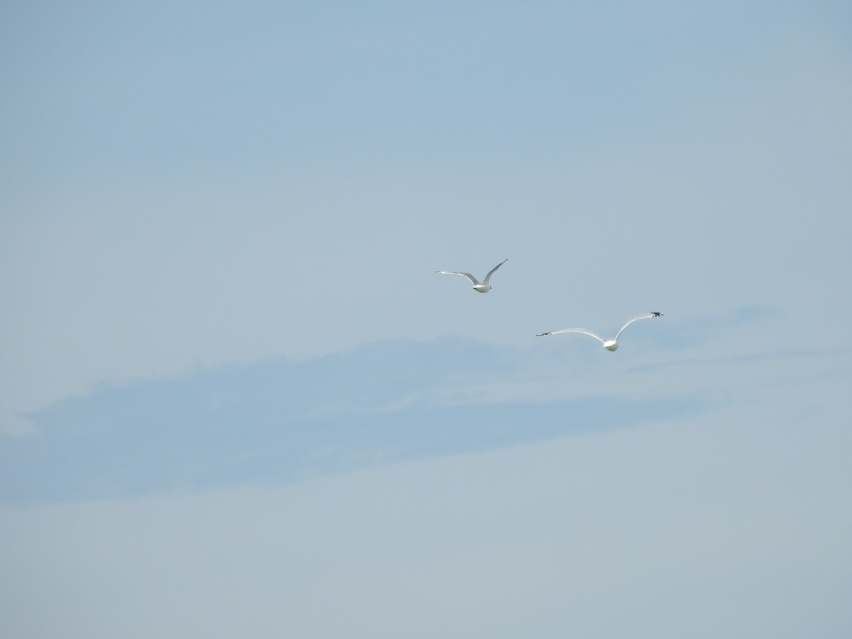 Ring-billed Gull - ML620228864