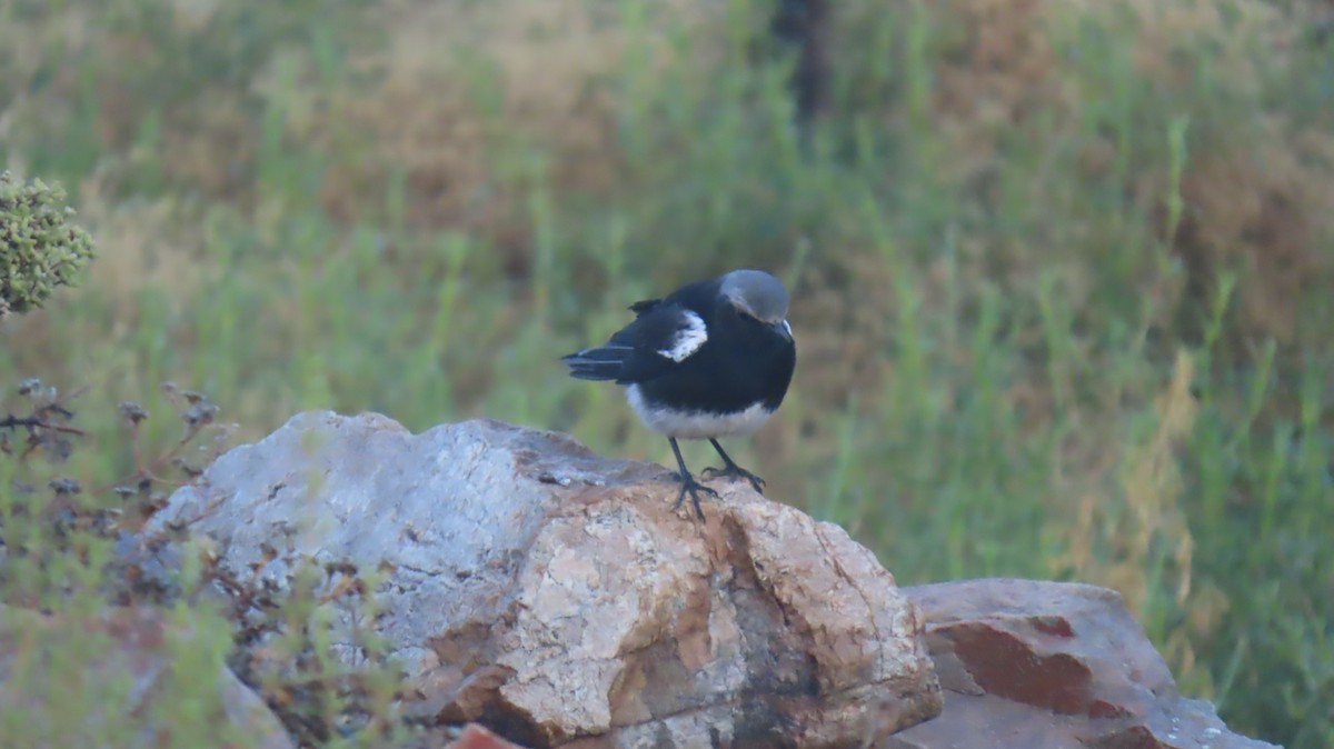 Mountain Wheatear - ML620228868