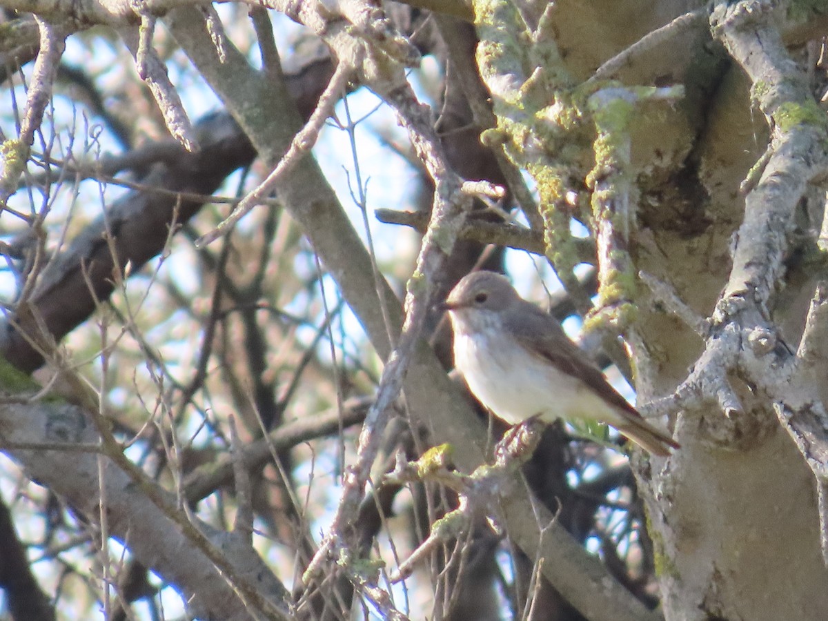 Spotted Flycatcher (Spotted) - ML620228873