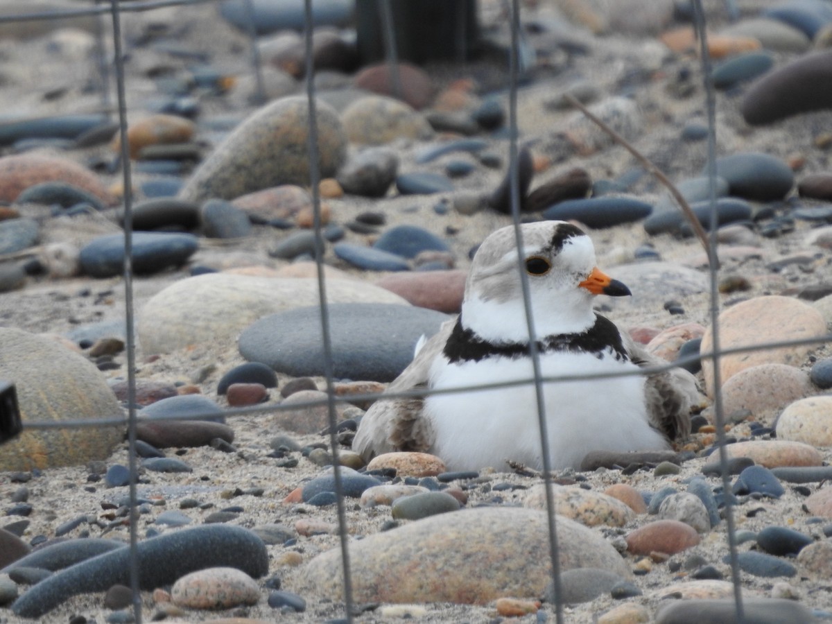 Piping Plover - ML620228875