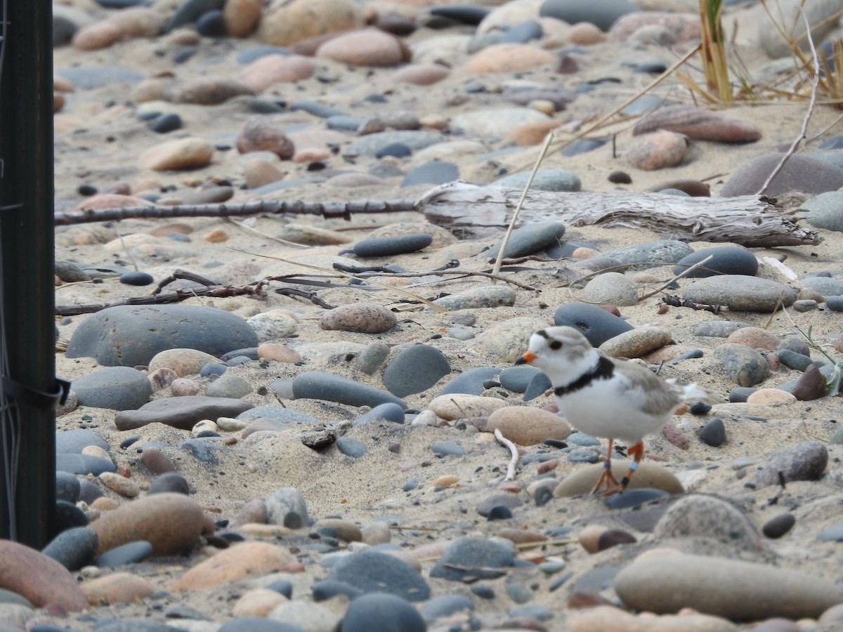 Piping Plover - ML620228876