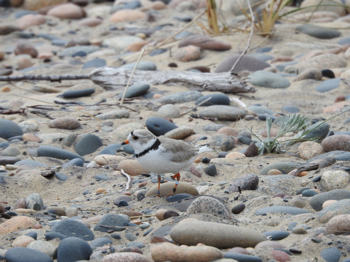 Piping Plover - ML620228877