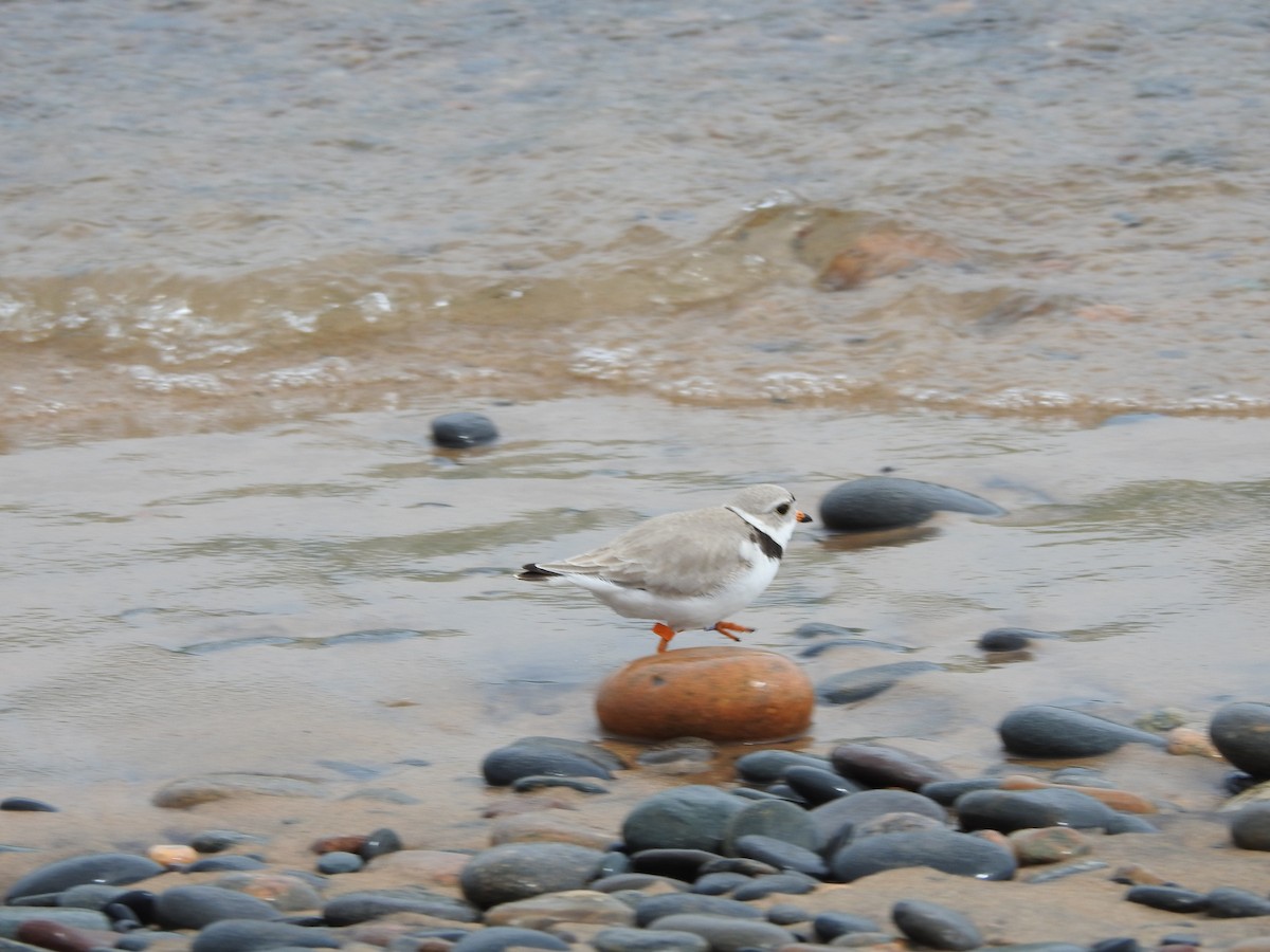 Piping Plover - ML620228879