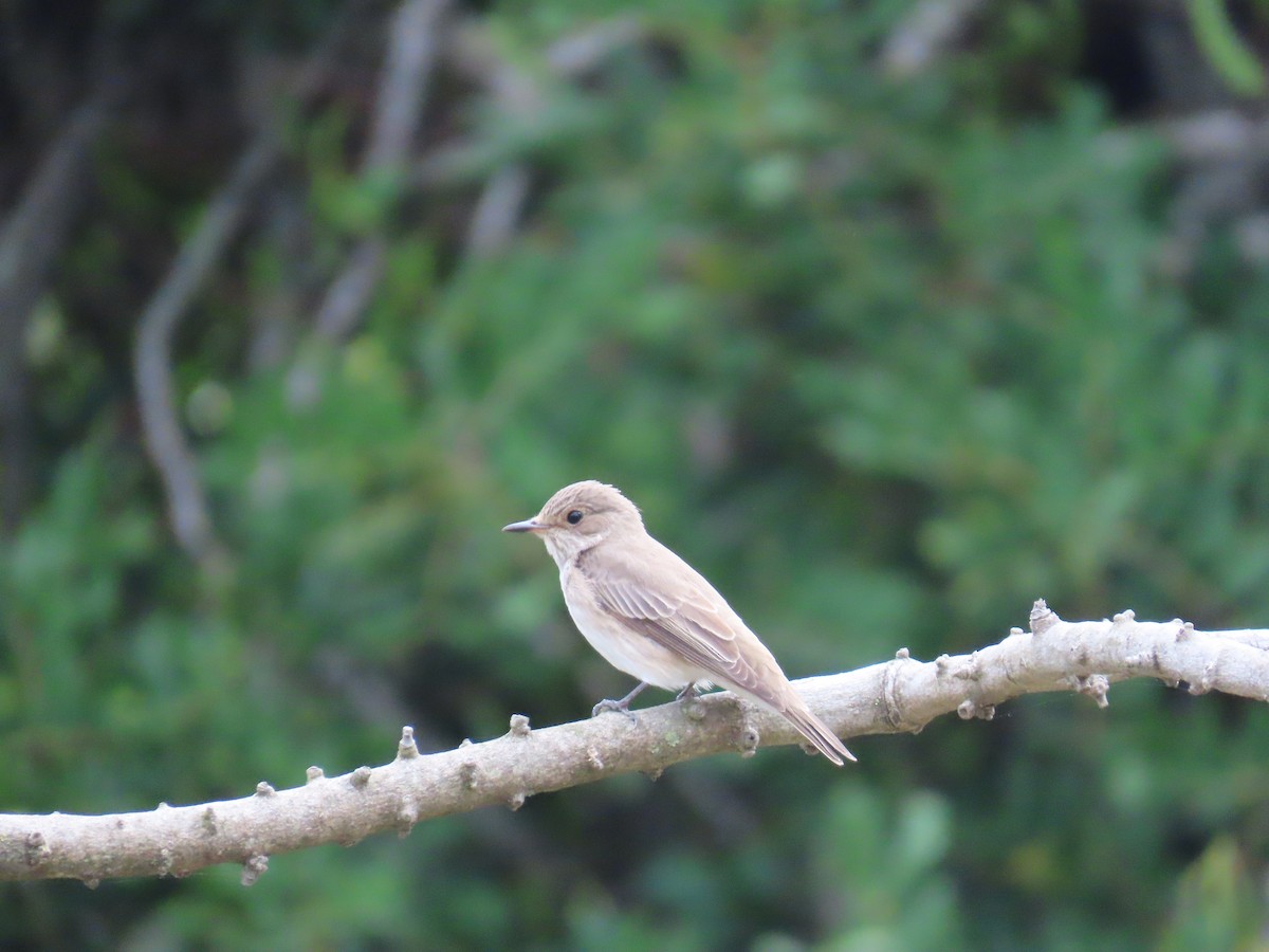 Spotted Flycatcher (Spotted) - ML620228884