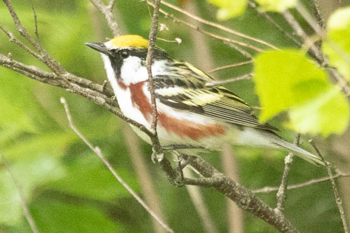 Chestnut-sided Warbler - ML620228889