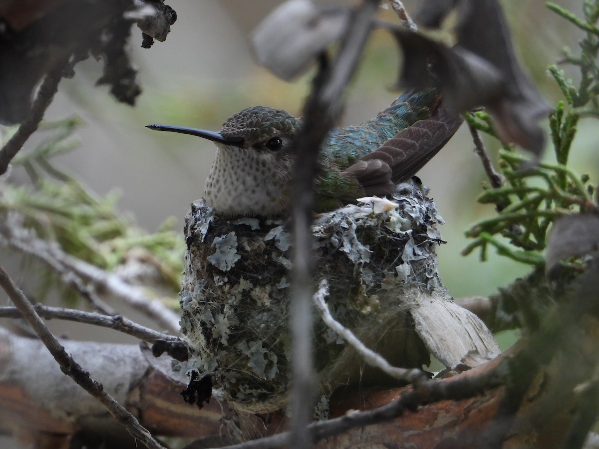 Broad-tailed Hummingbird - ML620228892