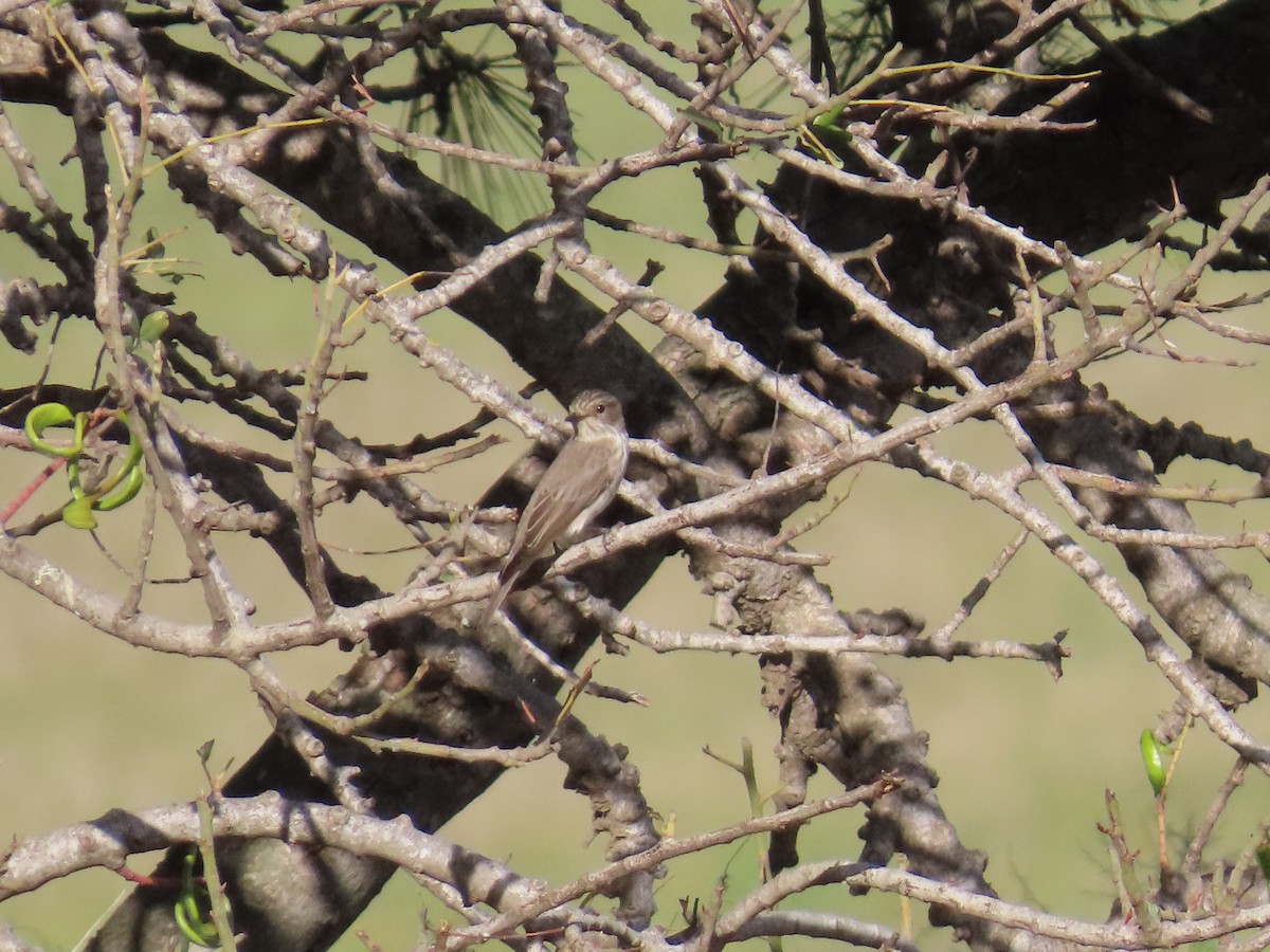 Spotted Flycatcher (Spotted) - ML620228894