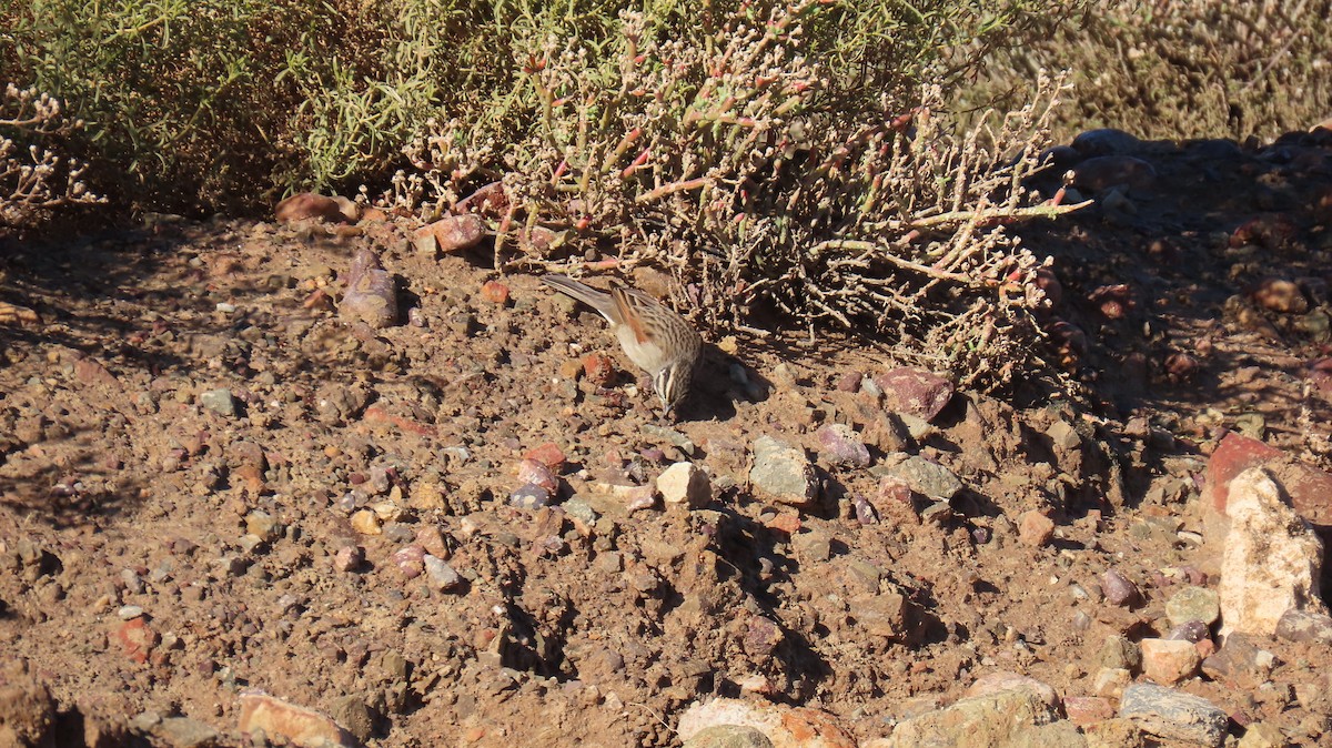 Cape Bunting - ML620228898