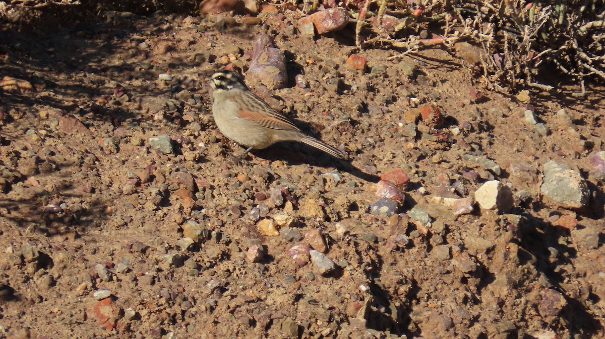 Cape Bunting - ML620228900